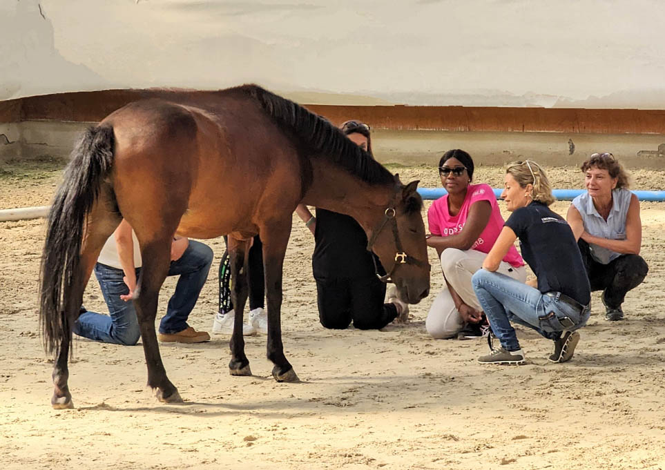 Laurence Flichy accroupie cheval copie